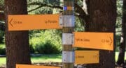 Forêt de cèdres