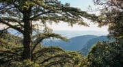 La Forêt des cèdres