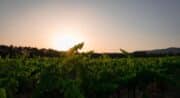 Domaine St Pierre de Mejans