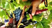 vendanges