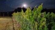 Domaine La Garelle