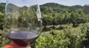 dégustation