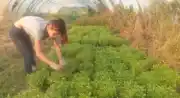 Récolte basilic