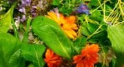 plantes sauvages comestibles