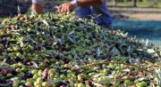 Olives à la Bastide du Laval