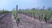 Cave Coopérative Vinicole des Coteaux