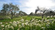 Domaine Les vadons Cucuron