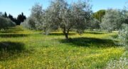Moulin à huile d'olive et Domaine Oliversion