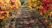 Domaine des Marchands