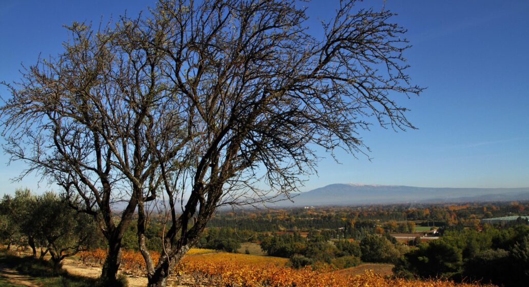 Vignoble