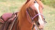 Cheval Enjeu