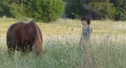 Cheval Enjeu