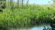 Etang de La Bonde