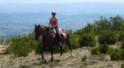Cheval Enjeu