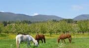 Cheval Enjeu