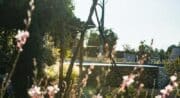 Une belle vegetation