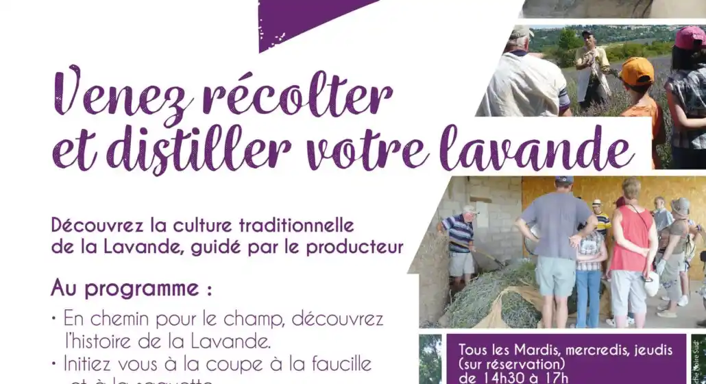 Sortie Lavande