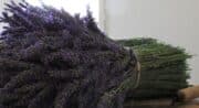 La Provence en Bouteille