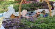 La Provence en Bouteille