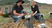 Mise en terre des vins