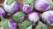 Aubergines violettes/blanches