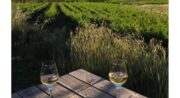 Randonnées découverte avec Horizons Luberon