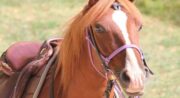 Cheval Enjeu