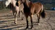 Club De Flicka