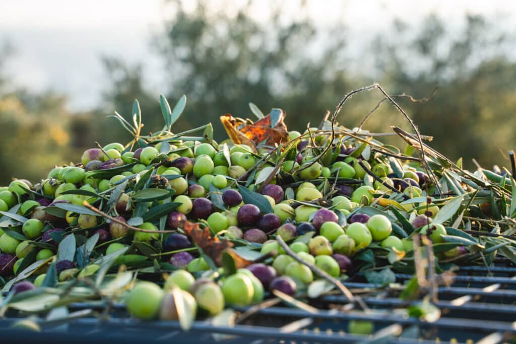 Récolte des olives