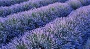 Zenstay-conciergerie-provence