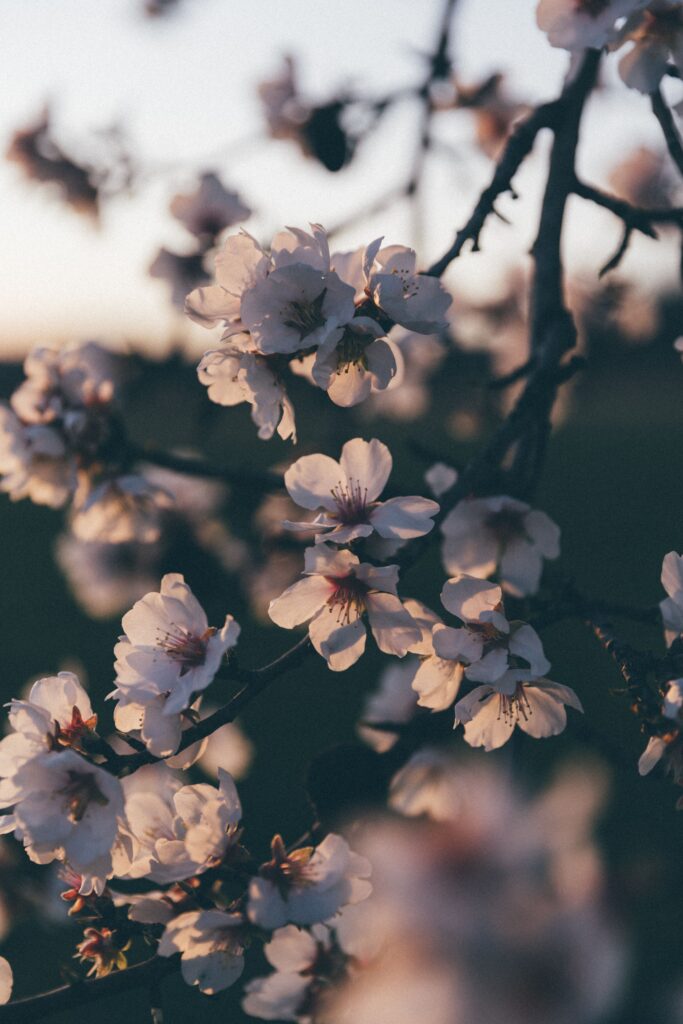 Amandiers en fleurs dans le sud luberon