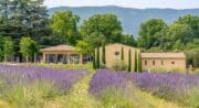 Visite : Secrets de la Vigne au Château de Sannes_Sannes