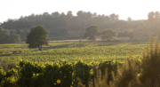 Au coeur du vignoble au Domaine " Le Novi"_La Tour-d'Aigues
