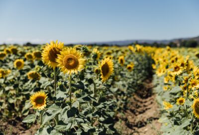 été dans le sud luberon - champs de tournesols