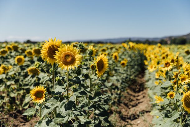 été dans le sud luberon - champs de tournesols
