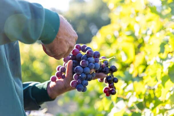 Vignobles en Scène 2025