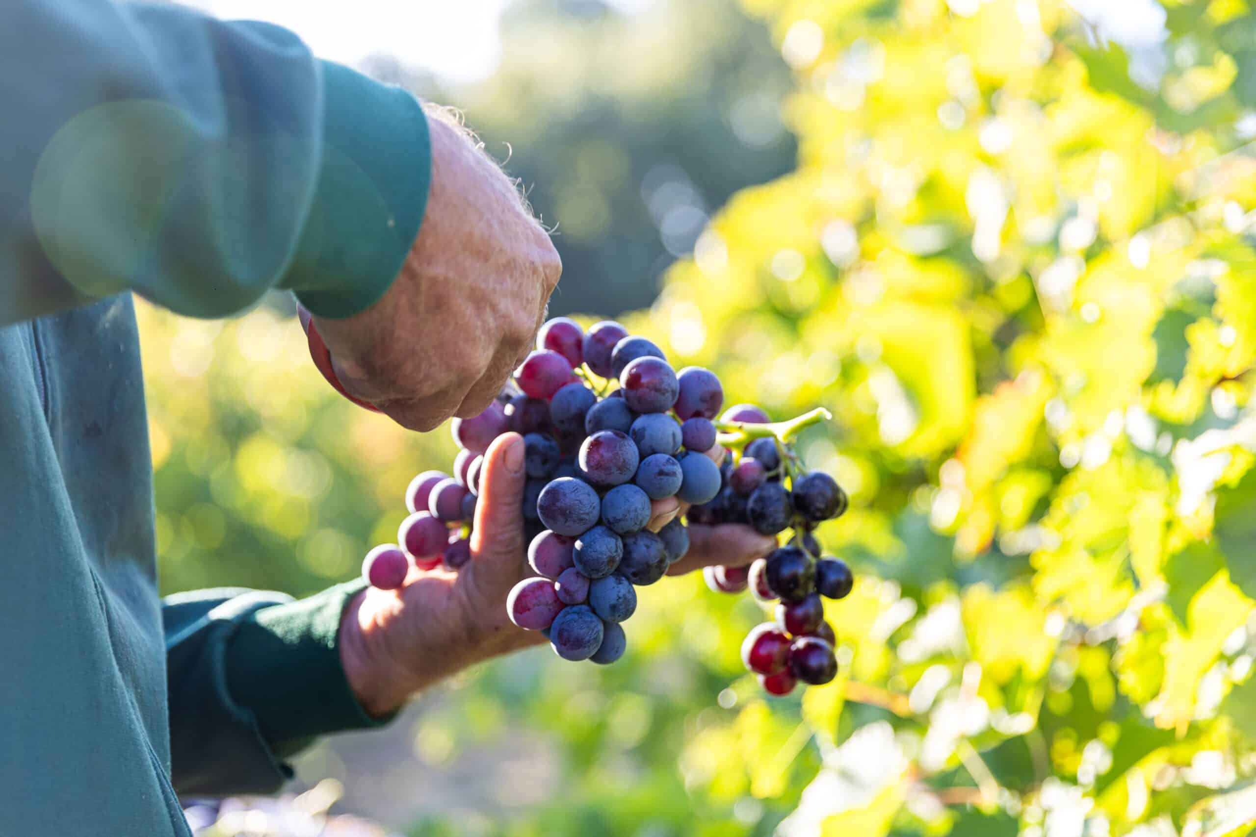 Vignobles en Scène 2025