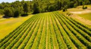 Ouverture le 5 juin 2026 . L'Oasis du Luberon - Bar à vin-_Villelaure