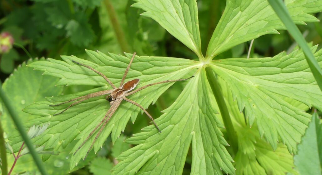 Pisaura mirabilis