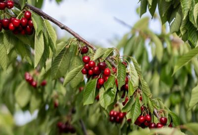 Cueillette de cerises à la ferme à Cabrières d’Aigues_Cabrières-d’Aigues