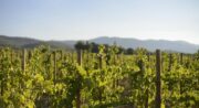 Sunsets Vignerons en Luberon au domaine de MasLauris_Lauris