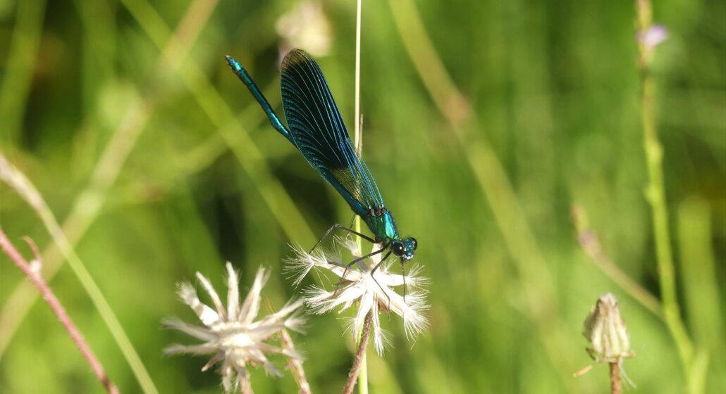 Calopteryx