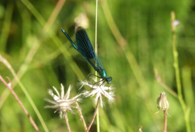 Calopteryx