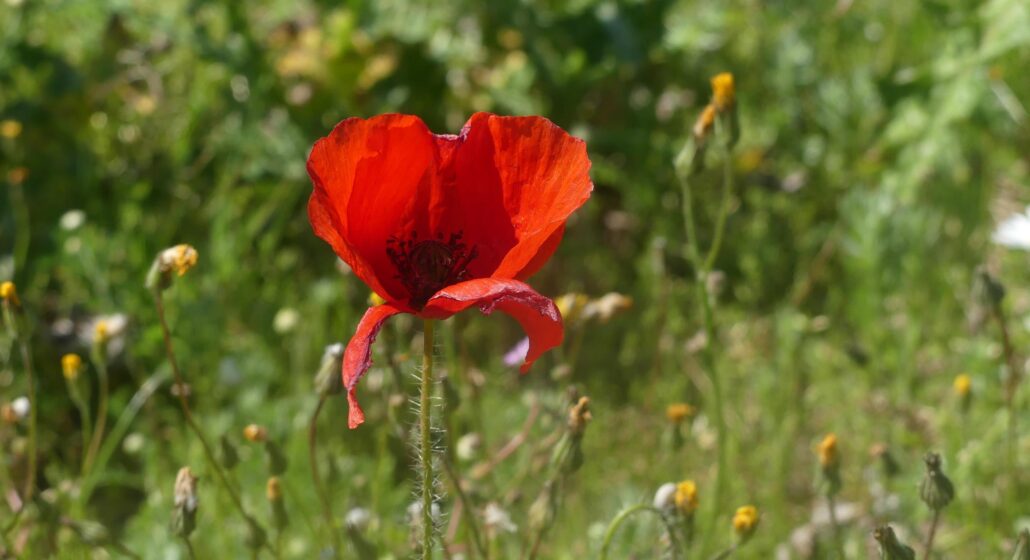 Coquelicot