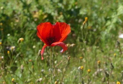 Coquelicot