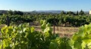Initiation à la dégustation au bord des vignes à Grambois